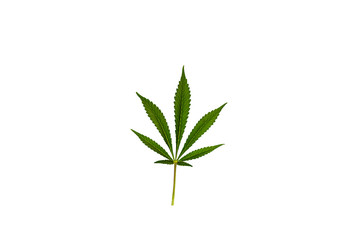 Fototapeta premium Cannabis leaf, green legal marijuana plant isolated on white background