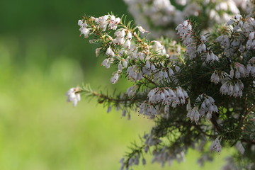 BRUYERE BLANCHE ARBORESCENTE MACRO 2