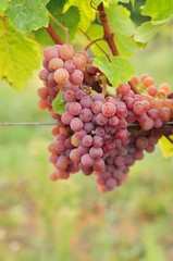 Roter Traminer Gewurztraminer Traube - Red Traminer Gewurztraminer grape