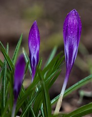 crocus in spring