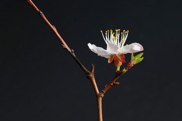An apricot tree branch with a  beautiful white flower on a dark background. Spring flower. Art flower.