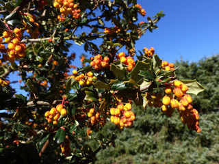 gelbe Blüten von Darwins Berberitze (Berberis darwinii)