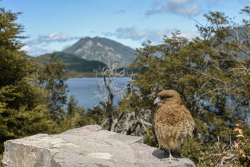 bird sitting in a stone