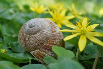 Schneckenhaus zwischen Frühlingsblumen