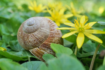 Schneckenhaus zwischen Frühlingsblumen