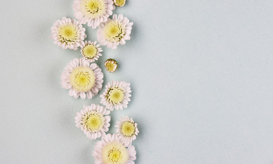 white chamomile flowers on a light background top view.