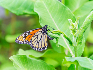 Monarch butterfly laying her egg on the underside of common milkweed plant