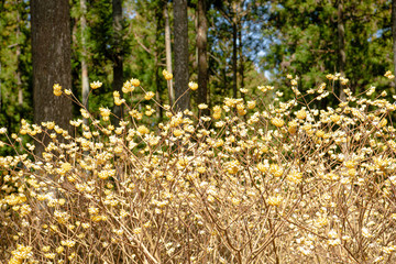 Obraz premium ミツマタ群生地