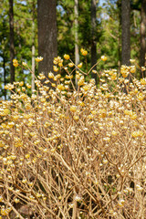 Obraz premium ミツマタ群生地