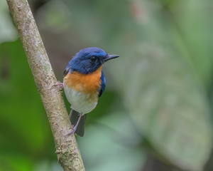 Indochinese Blue Flycatcher (Cyornis sumatrensis) perching on a tree branch
