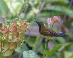 Olive-backed Sunbird (Cinnyris jugularis) perching