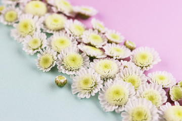 white chamomile flowers on a pink and blue background top view.