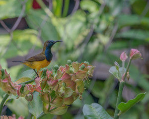 Olive-backed Sunbird (Cinnyris jugularis) perching