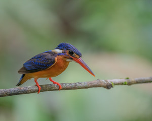 Blue-eared Kingfisher (Alcedo meninting) perching on a tree branch with blurry background