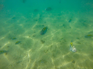 Fototapeta na wymiar cardume de peixes nadando no mar