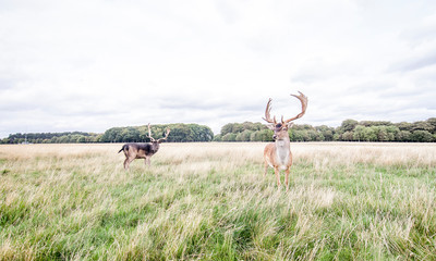 Reindeer