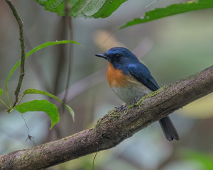 Indochinese Blue Flycatcher (Cyornis sumatrensis) perching on a tree branch