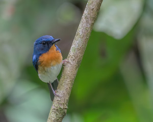 Indochinese Blue Flycatcher (Cyornis sumatrensis) perching on a tree branch