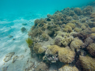 Naklejka na ściany i meble peixe nadando no recife de coral