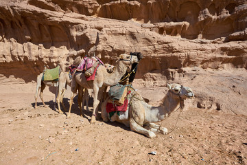 Camels in the desert of Wadi Rum, Jordan