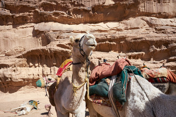 Camels in the desert of Wadi Rum, Jordan