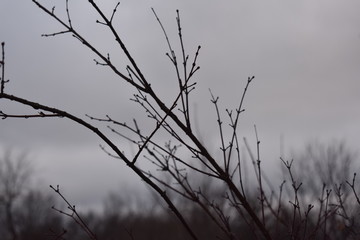 branches