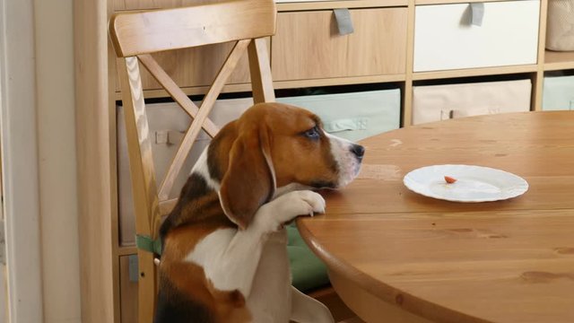 Dog try to eat small piece of food lying on plate at kitchen table, but can not reach it. Funny beagle stand up at bend neck, then go down and look from other side