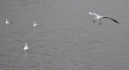 Black Headed Gull (Chroicocephalus ridibundus) in flight; others swimming below