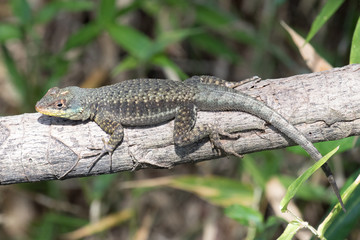 Western Collared Spiny Lizard
