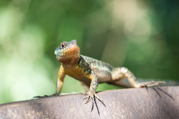Western Collared Spiny Lizard