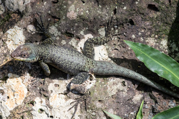 Western Collared Spiny Lizard
