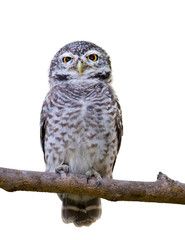 Spotted owlet on branch on white background