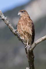 Chimango Caracara perched in tree