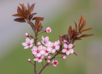  Beautiful pink flowers in spring