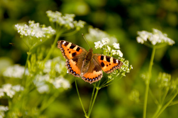 urticaria beautiful butterfly in the garden