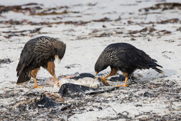 Striated Caracara