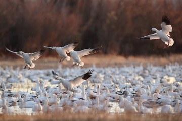 Snow geese  Bosque Del Apache National Wildlife Refuge, New Mexico USA