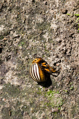 dead Colorado beetle