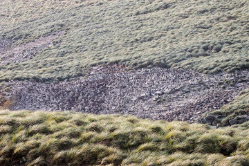 Rock Hopper Penguin Colony