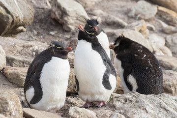Fototapeta premium Rock Hopper Penguin Colony