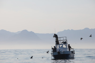 A small boat with a film crew is found on the calm morning waters in False Bay, South Africa. This bay is famous for its aggregation of Great White Sharks that seasonally hunt fur seals here.