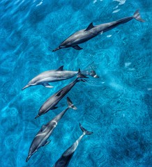Dolphins from above in crystal clear Hawaiian ocean waters © EMMEFFCEE 