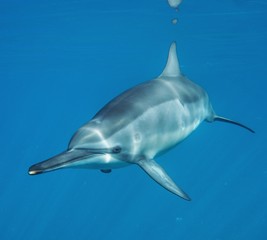 Close up with a Dolphin in Hawaii 