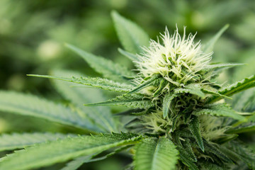 Female Marijuana Plant Cannabis Mother Flower Leaf Cola