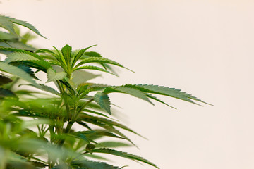 Isolated Marijuana Plant macro green cannabis leaves