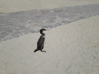 Cormorant strolling along the sandy beach in Dubai. Closeup. Shot on a phone camera.