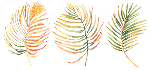 Set of gold palm leaves. Tropical plants. Hand drawn watercolor illustration on white background