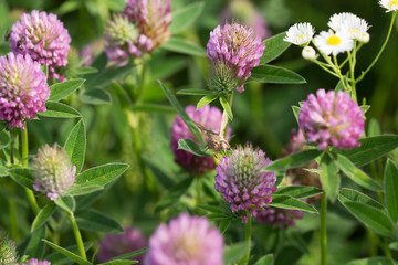 Clover field. Flowering clover. Beautiful trefoil flowers on a green background. Medicinal plant.	