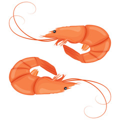 Boiled shrimps. Cooked tiger prawn. Shrimps isolated on white background. Vector illustration.