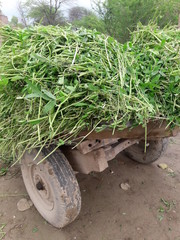 Animals food, food for animals, pure food Animals,green grass,animals grass,villages grass, pura villages grass
